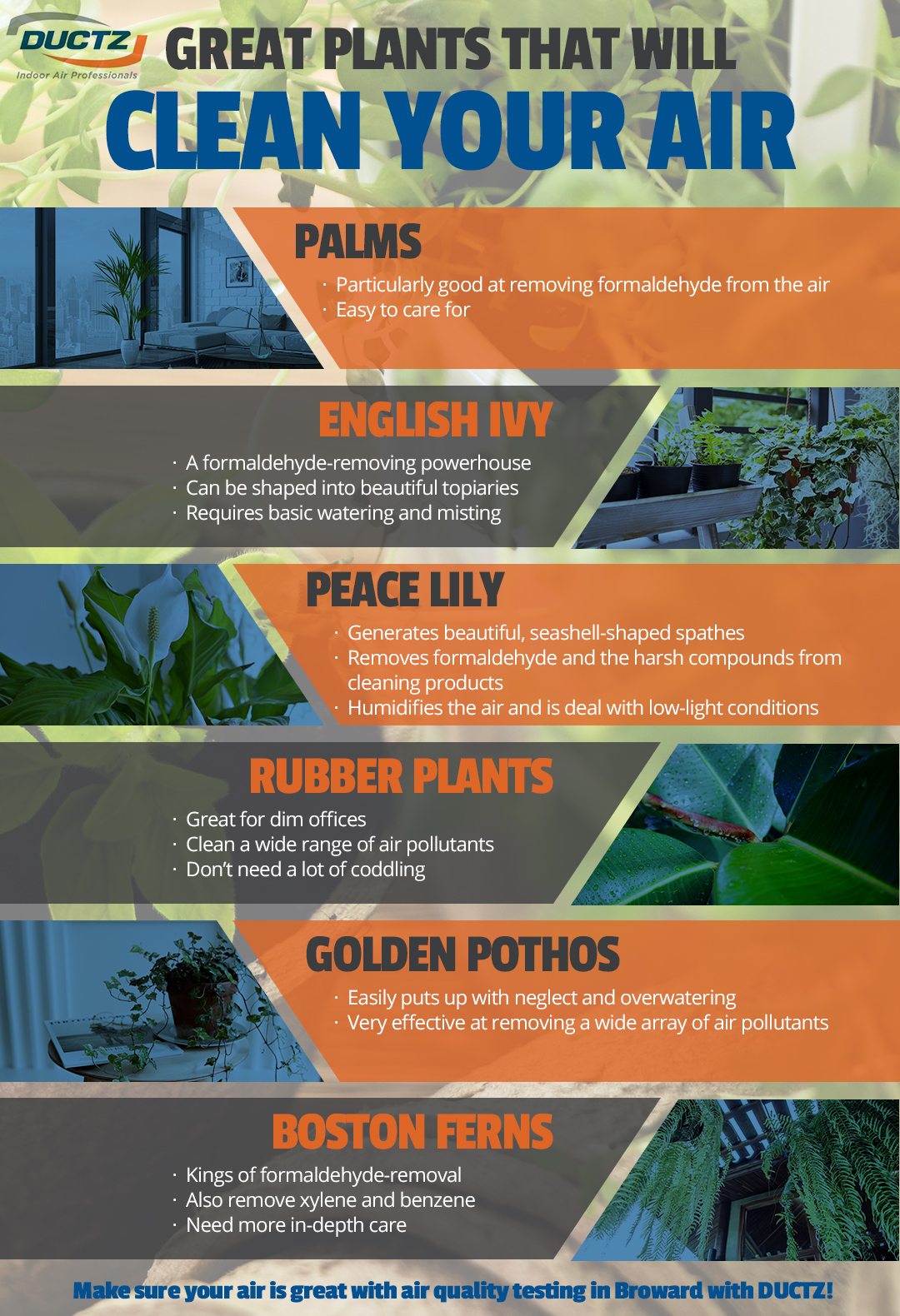 Great Plants That Will Clean Your Air